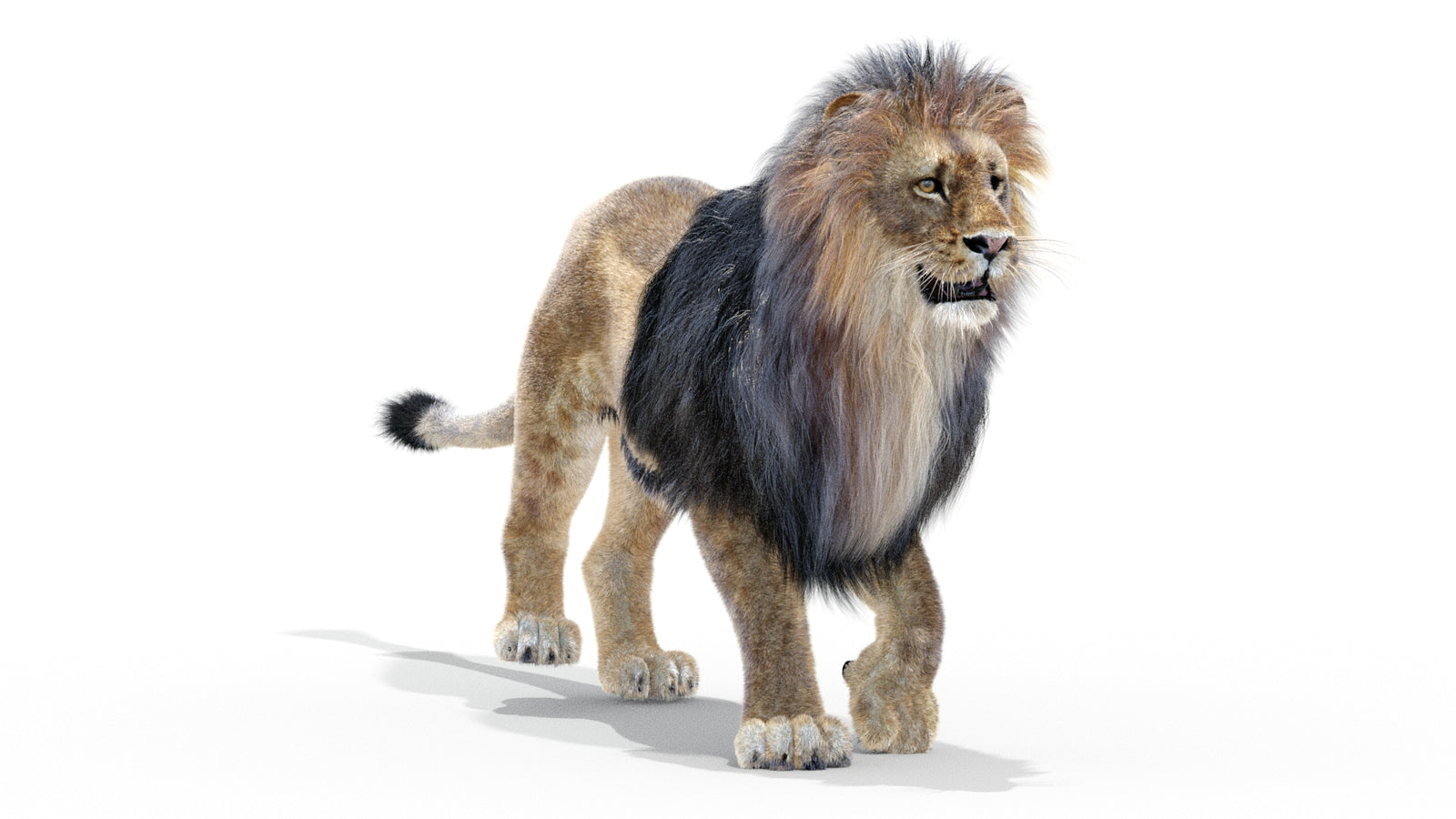 Animated Lion 3D Model with Fur 360° view 2 frame 37