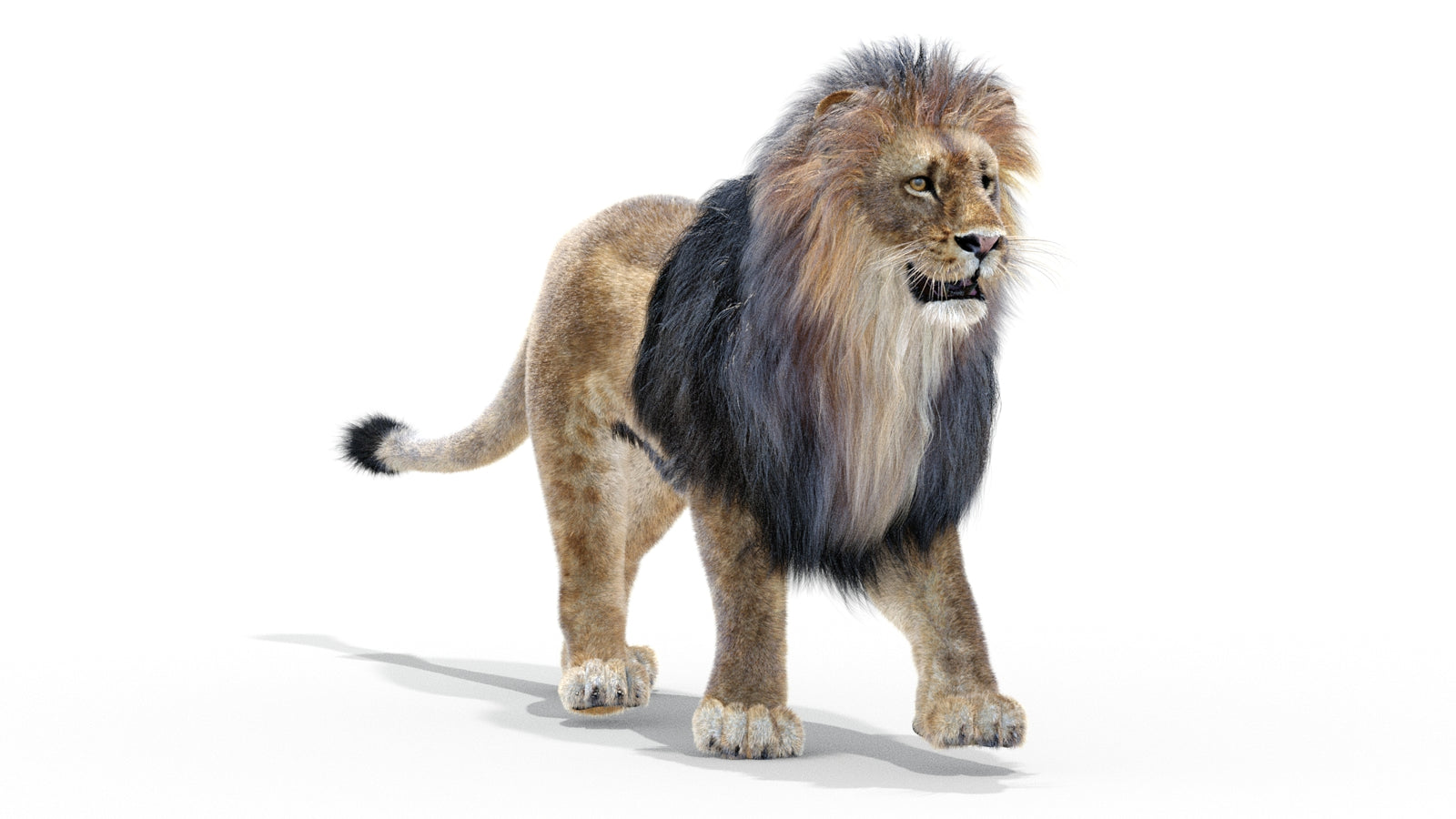 Animated Lion 3D Model with Fur 360° view 2 frame 44