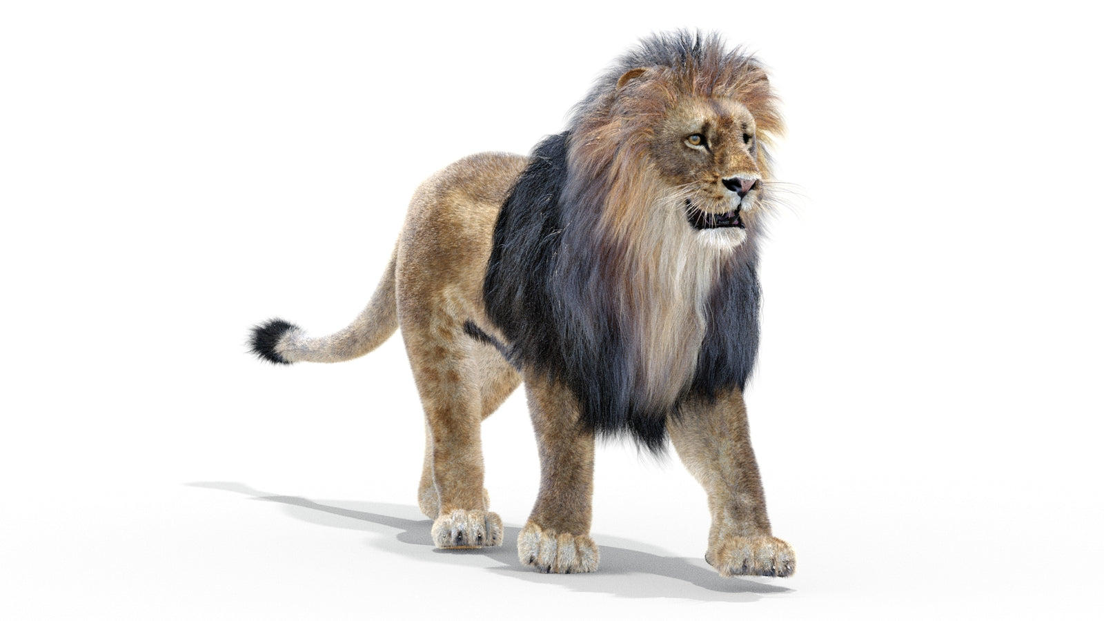 Animated Lion 3D Model with Fur 360° view 2 frame 46