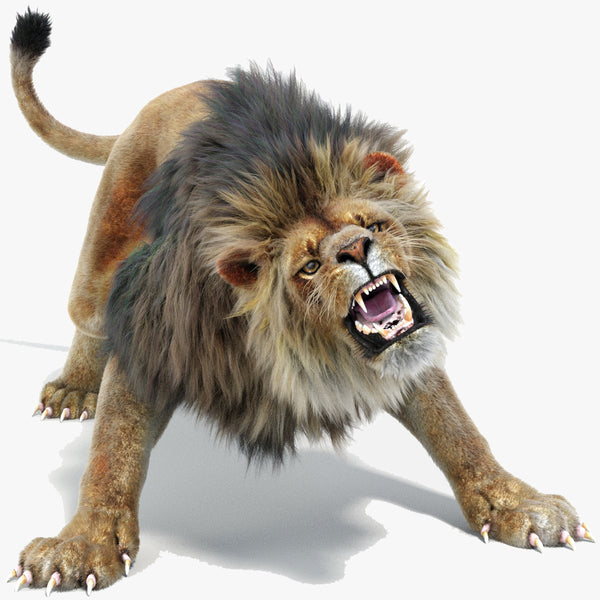 Lion Animated 3D Model Fur Two colors