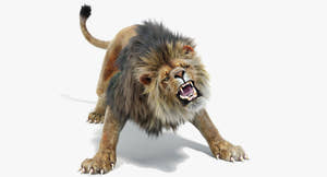 Roaring Lion 3D Model with Fur For Download 3ds Max Arnold Renderer Thumbnail