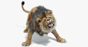Roaring Lion 3D Model with Fur For Download 3ds Max Arnold Renderer Thumbnail