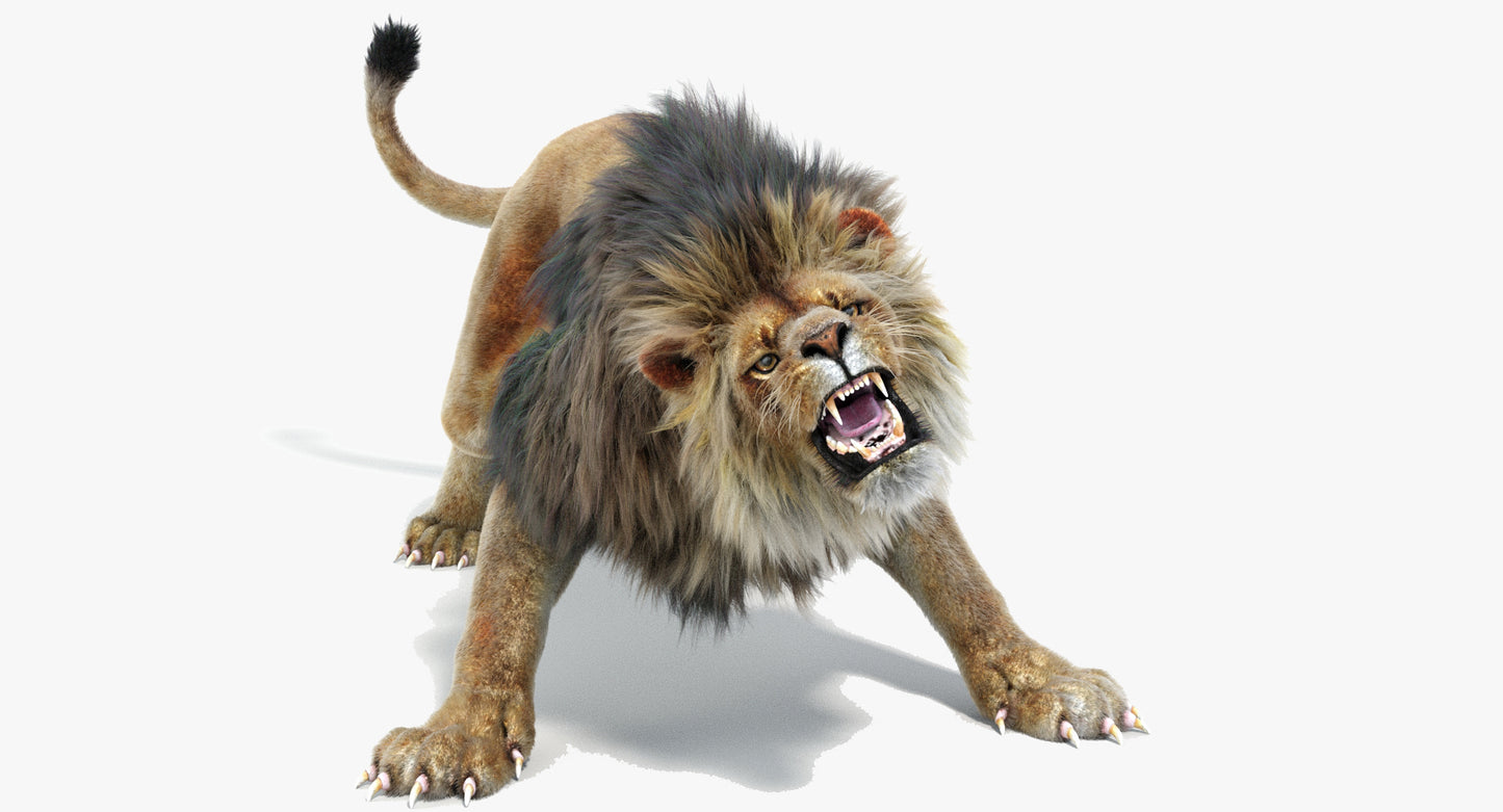 Lion Animated 3D Model Fur Two colors