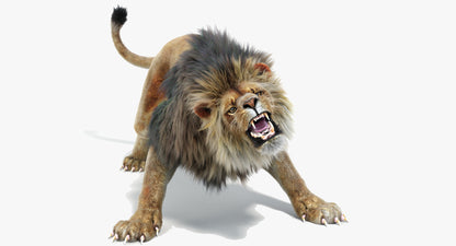Lion Animated 3D Model Fur Two colors