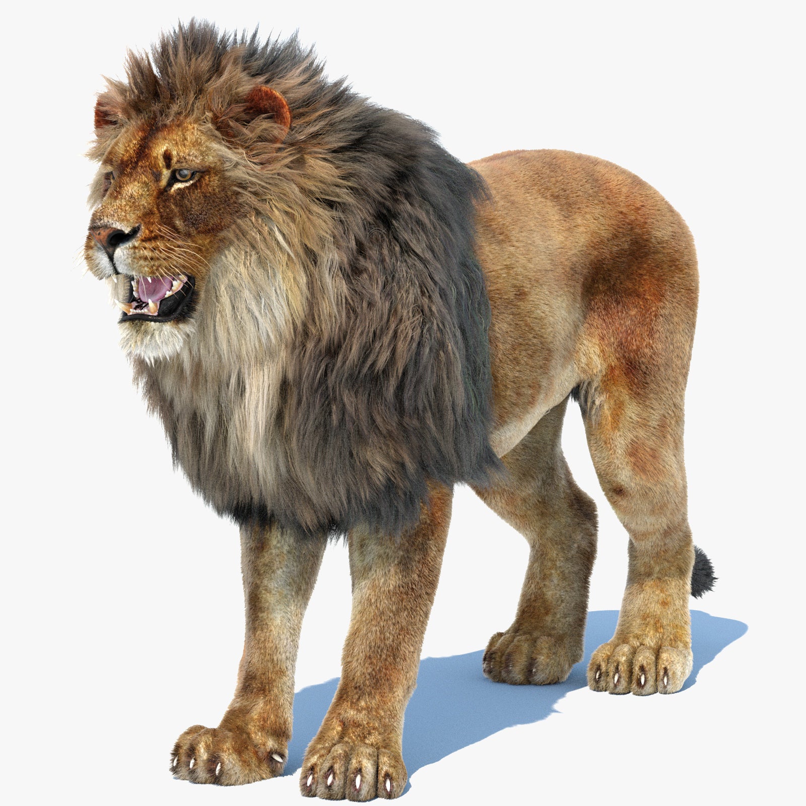 Realistic Lion 3D Model with Fur