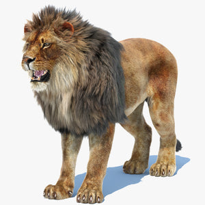 Realistic Lion 3D Model with Fur Thumbnail