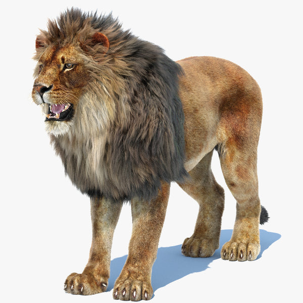 Lion 3D Model with Fur