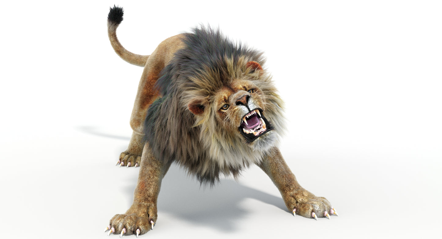 Lion Animated 3D Model Fur Two colors
