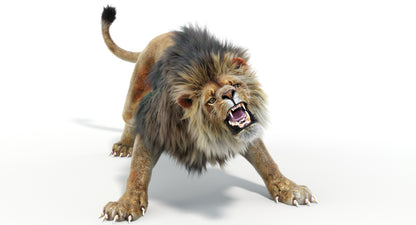 Lion Animated 3D Model Fur Two colors