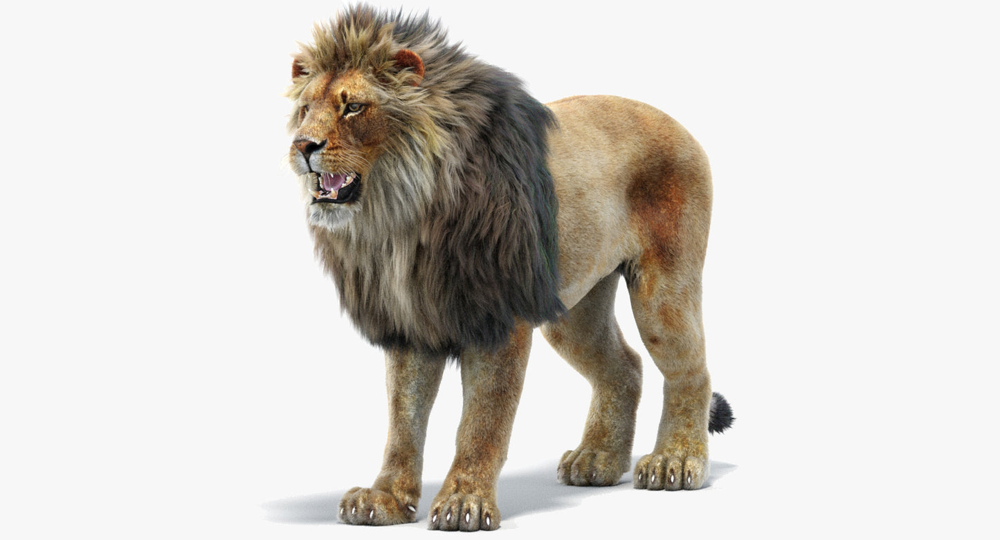Lion 3D Model with Fur