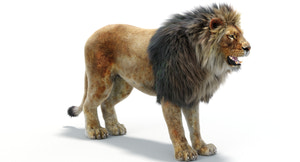 Realistic Lion 3D Model with Fur for VFX Thumbnail