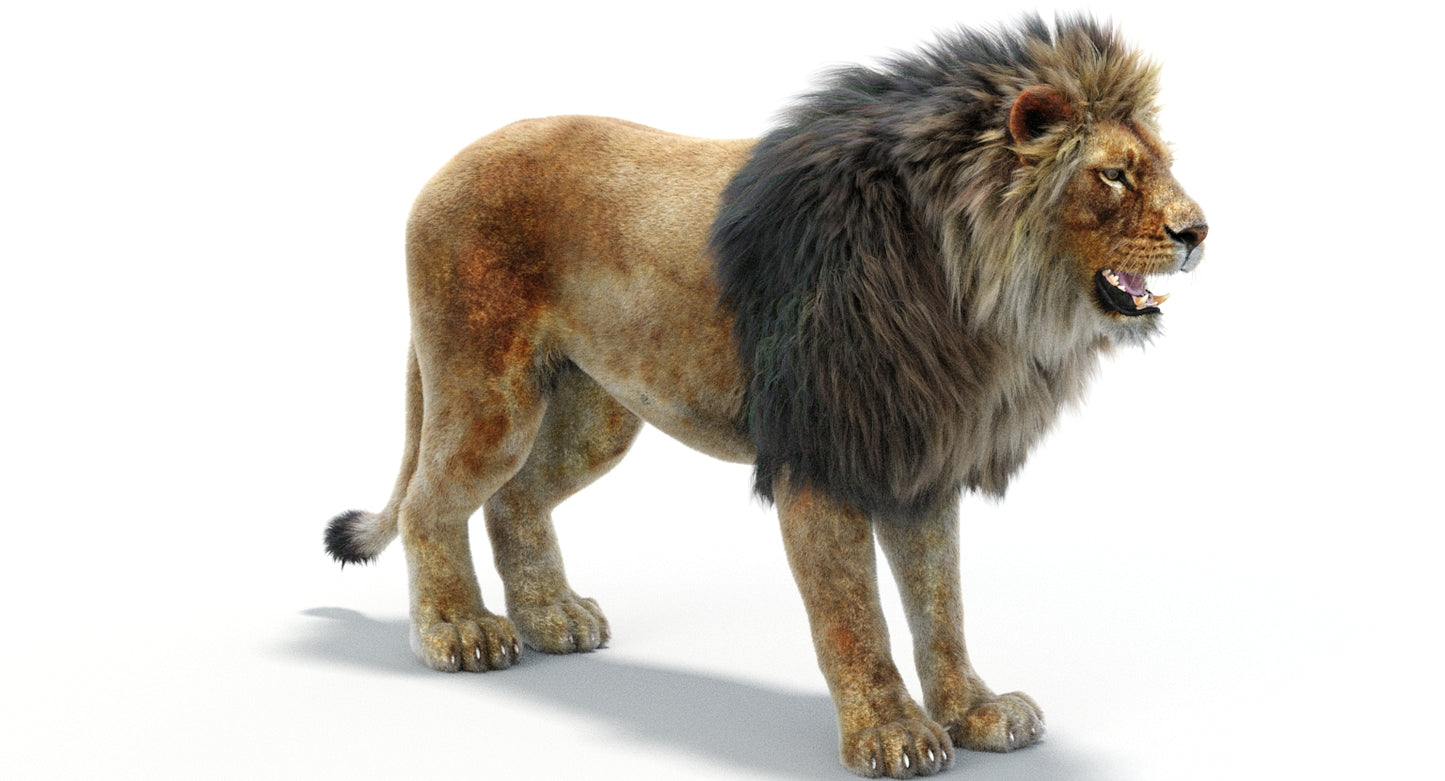 Lion 3D Model with Fur