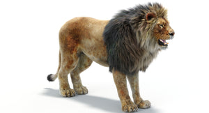 Realistic Lion 3D Model with Fur for VFX Thumbnail