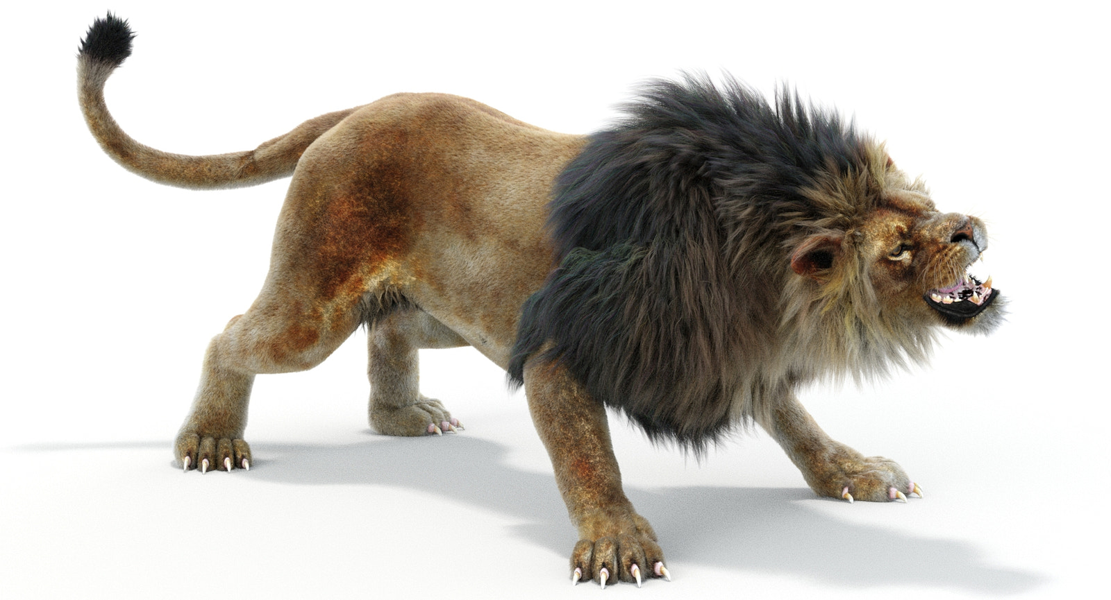 Animated Lion 3D Model with  Fur for Download