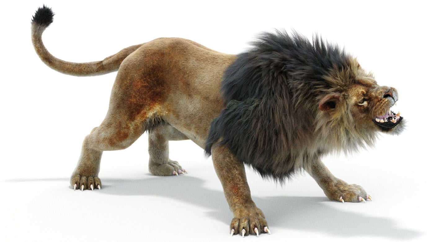 Lion Animated 3D Model Fur Two colors