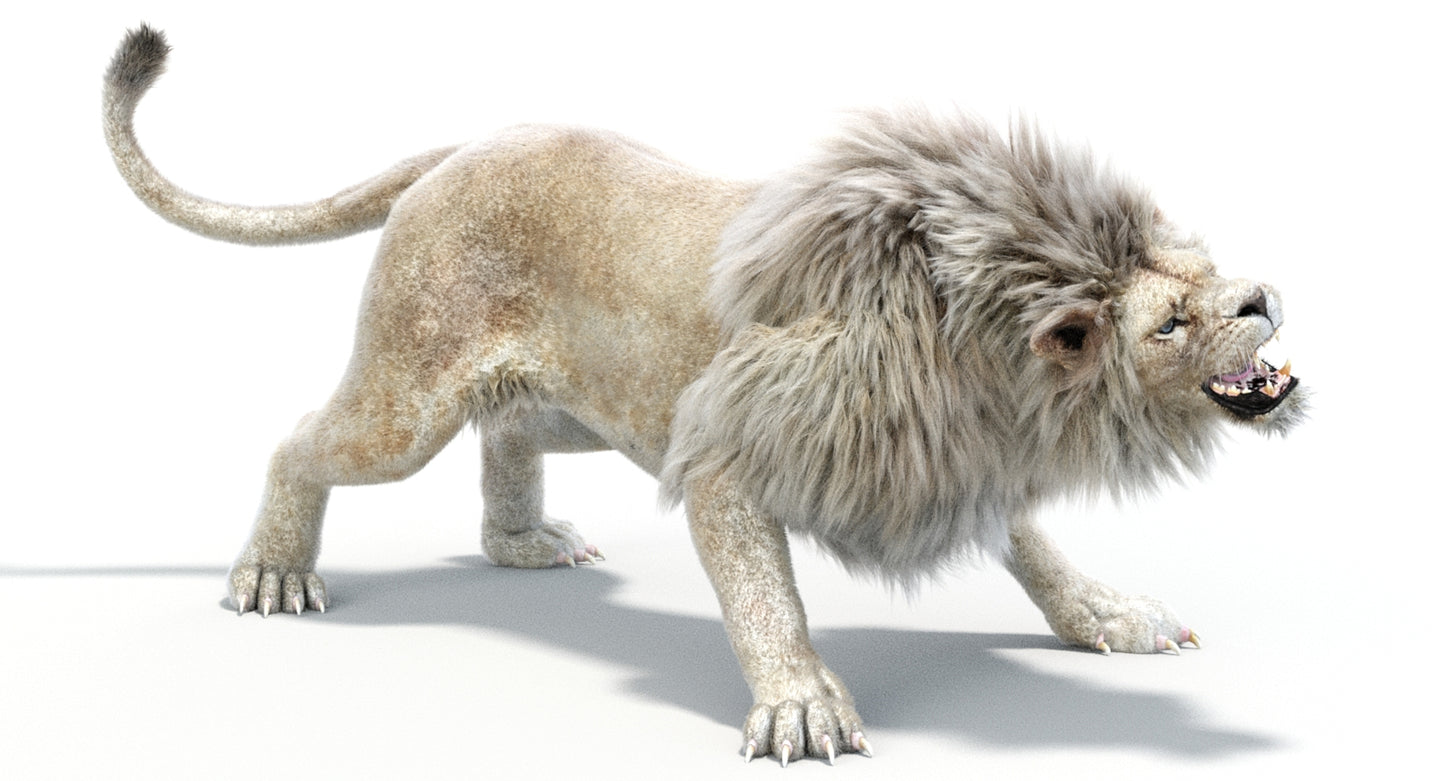 Lion Animated 3D Model Fur Two colors