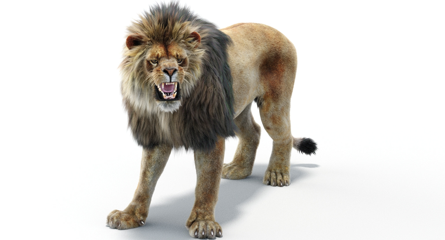 Lion Animated 3D Model Fur Two colors