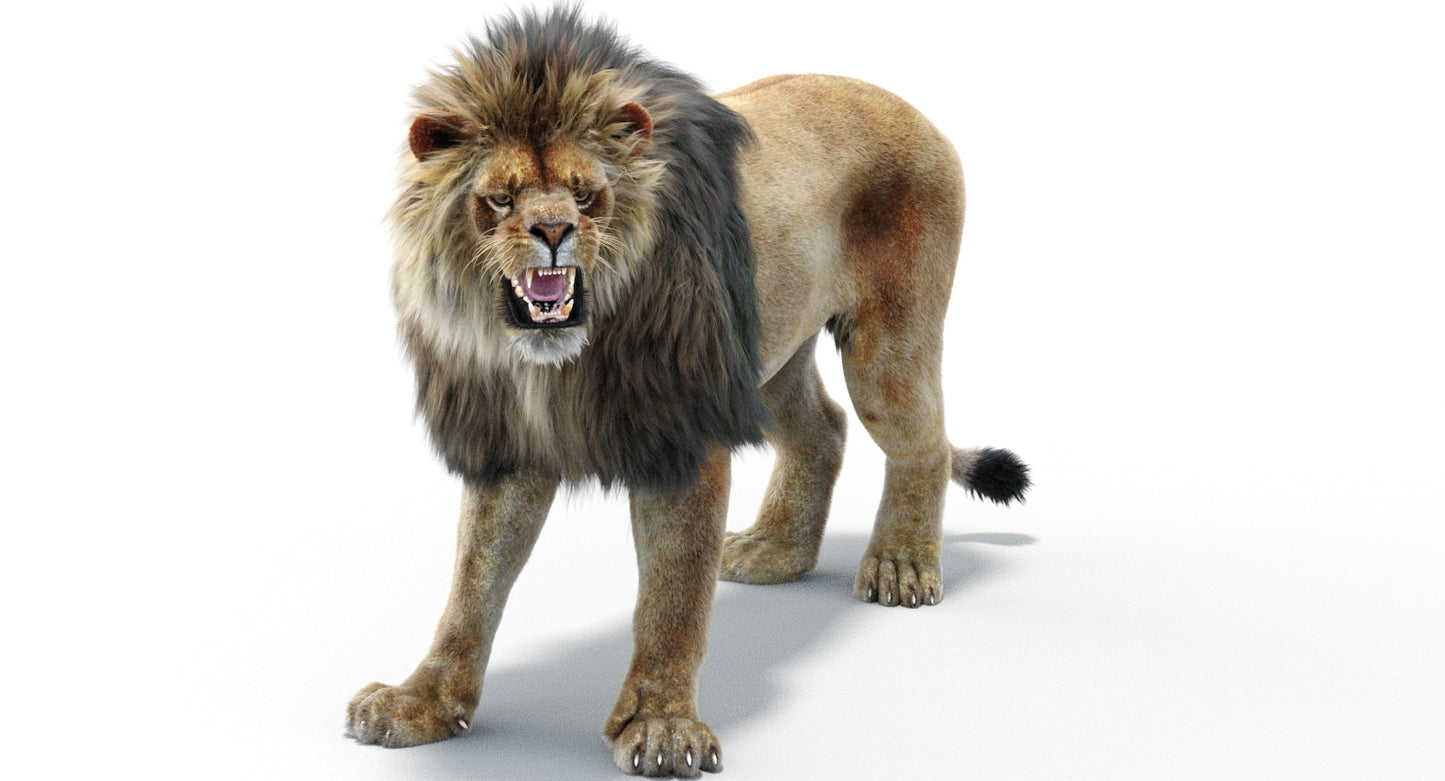 Lion Animated 3D Model Fur Two colors