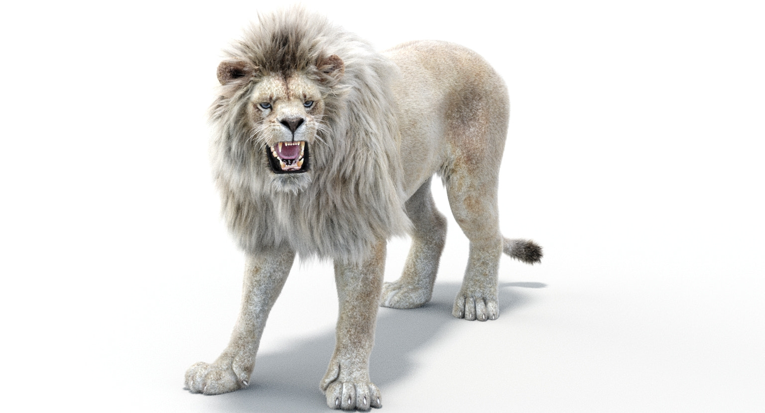White Lion roaring 3D model on a white background