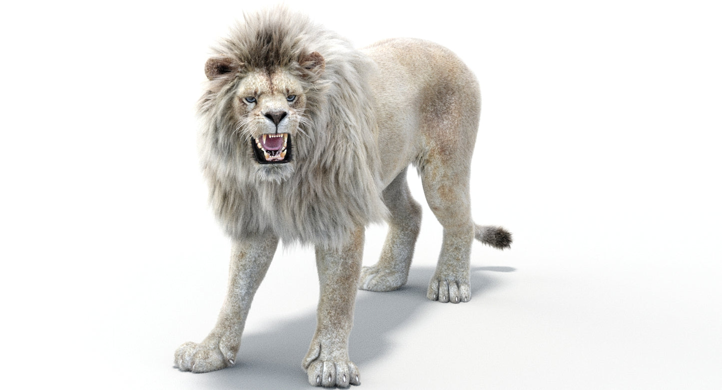 Lion Animated 3D Model Fur Two colors
