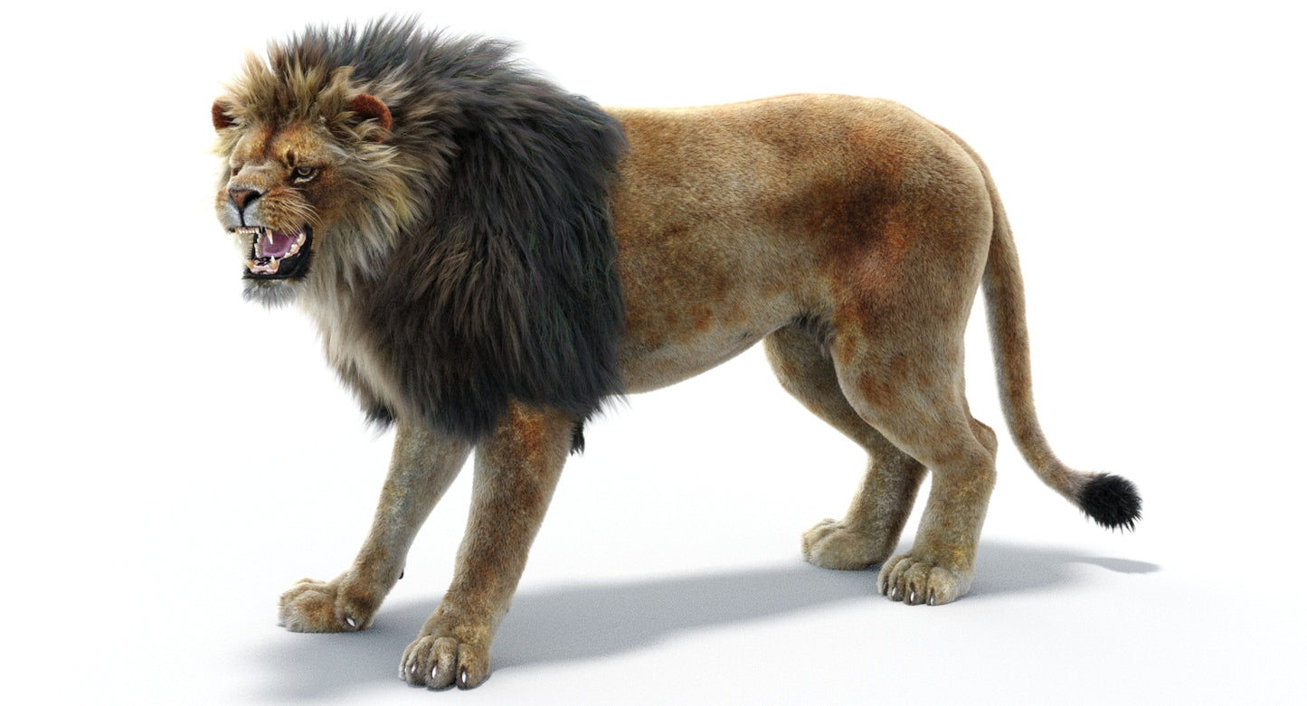 Lion Animated 3D Model Fur Two colors