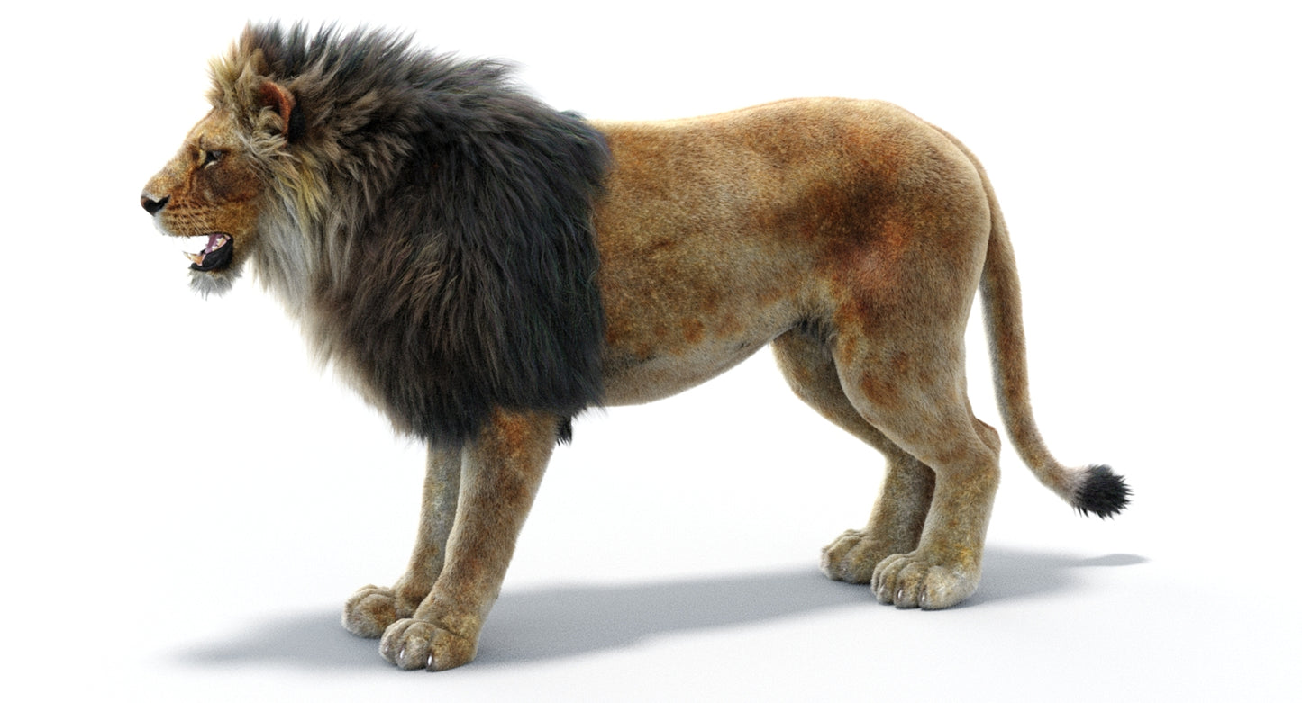 Lion 3D Model with Fur