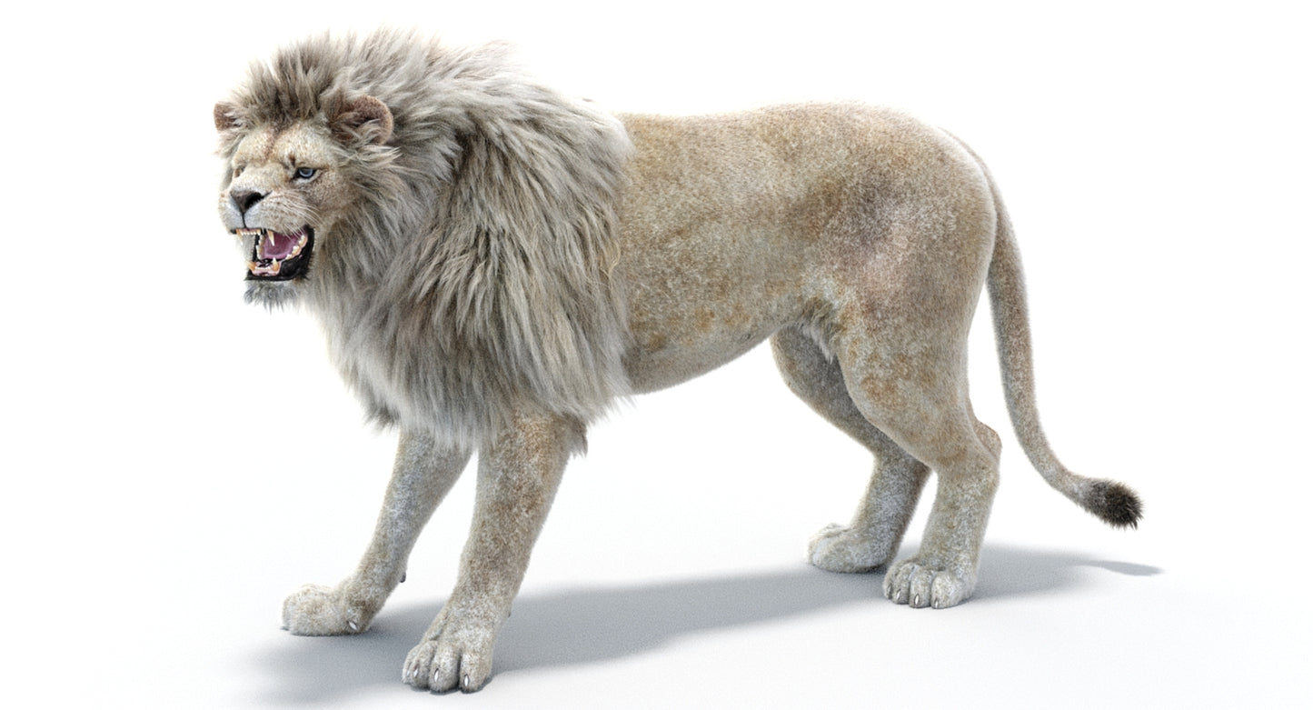 Lion Animated 3D Model Fur Two colors