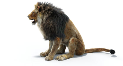 Lion Animated 3D Model Fur Two colors