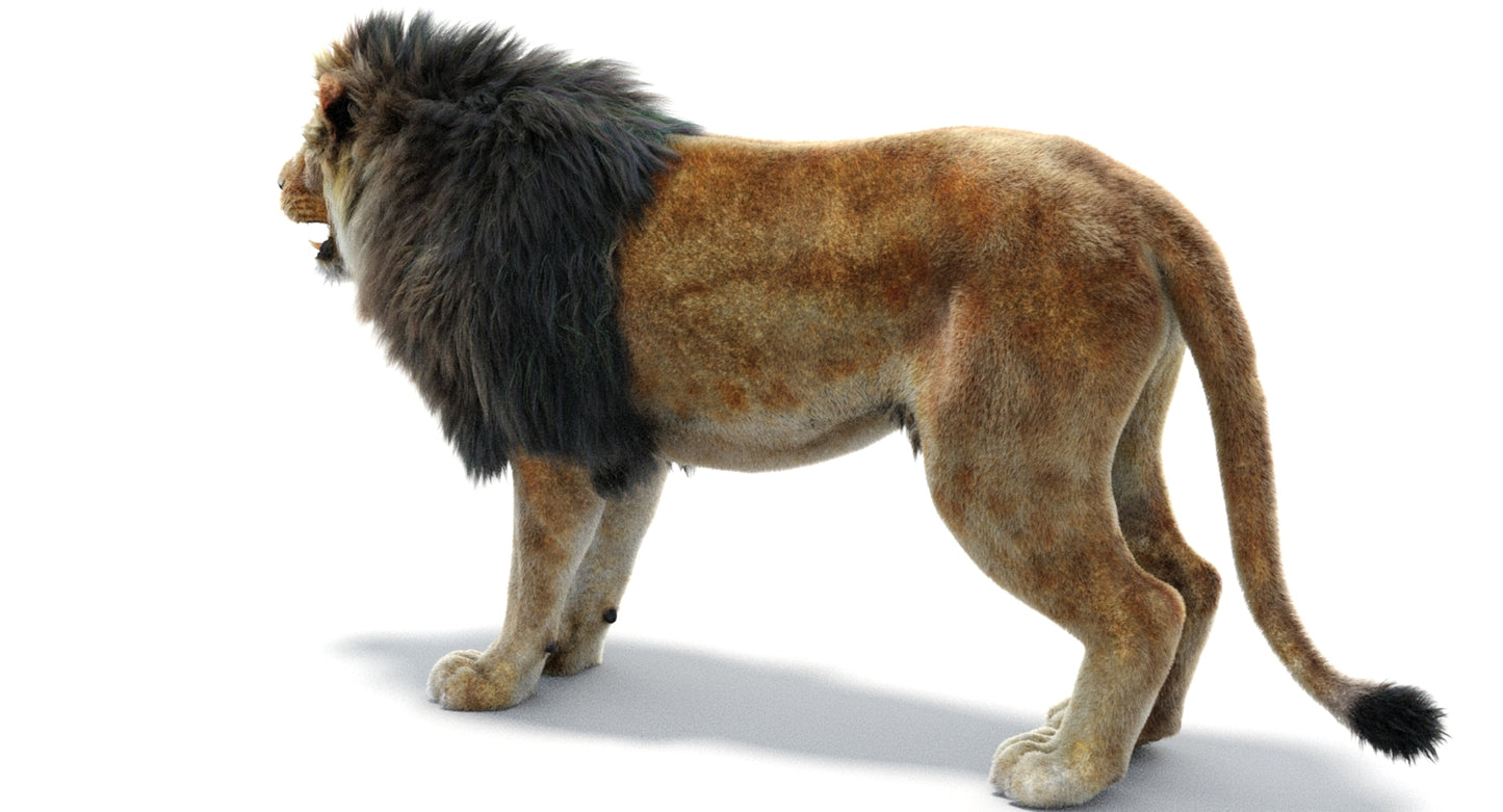 Lion 3D Model with Fur