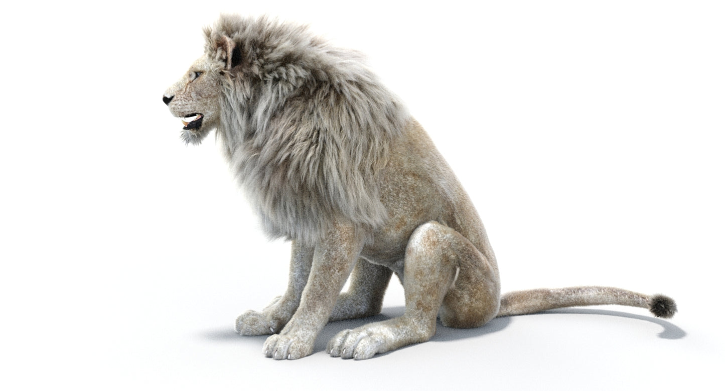 Lion Animated 3D Model Fur Two colors