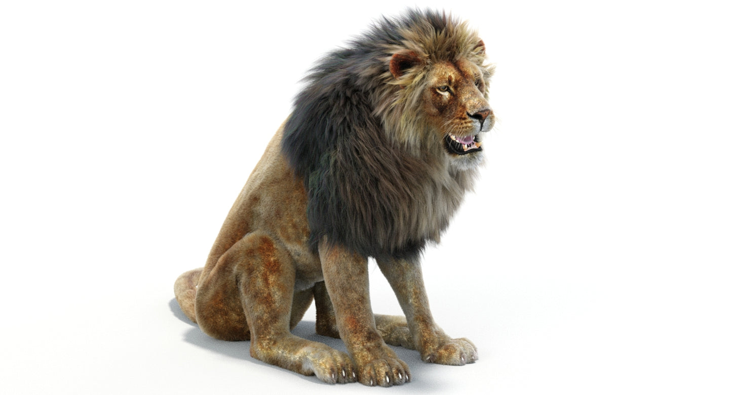 Lion Animated 3D Model Fur Two colors