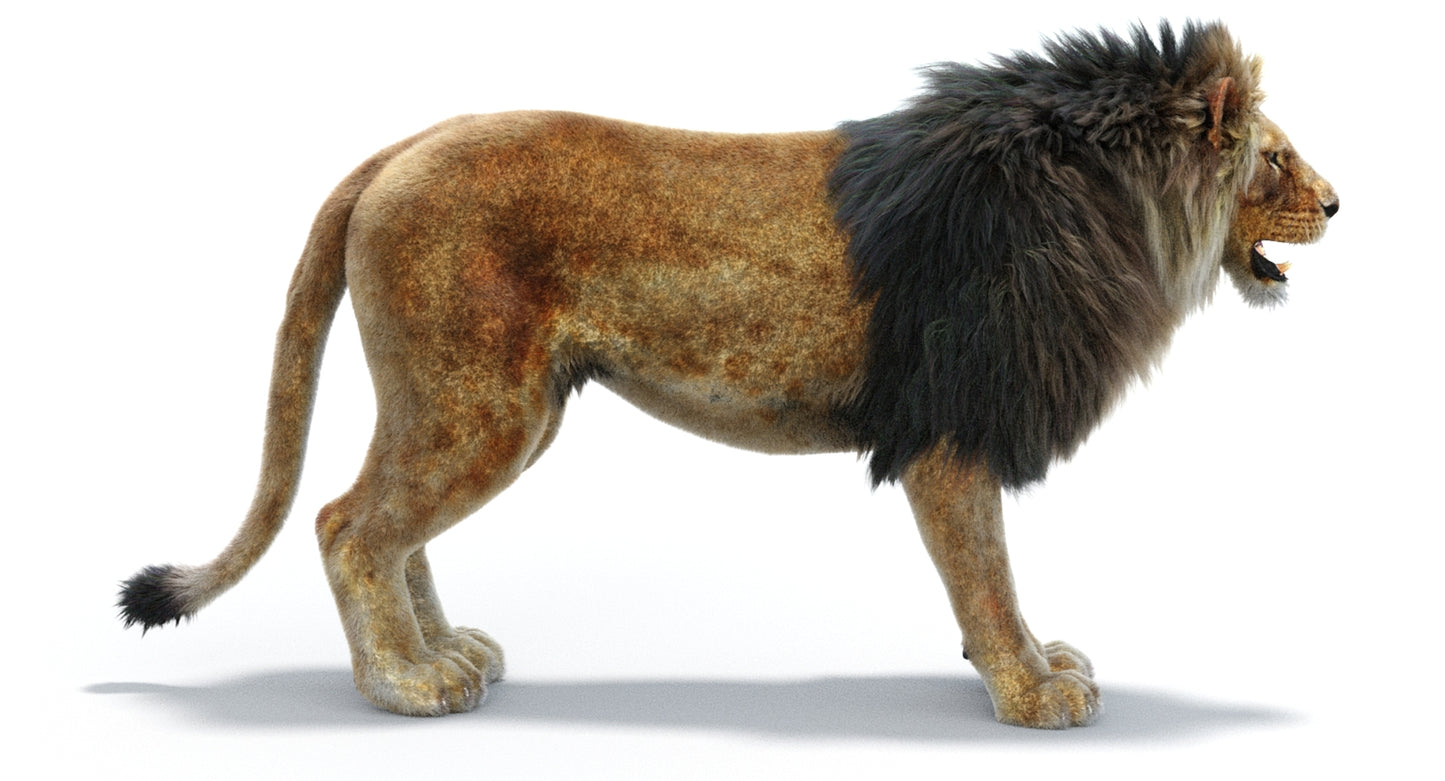 Lion 3D Model with Fur