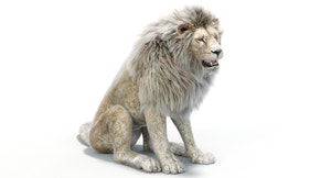Lion Animated 3D Model Fur Two colors Thumbnail