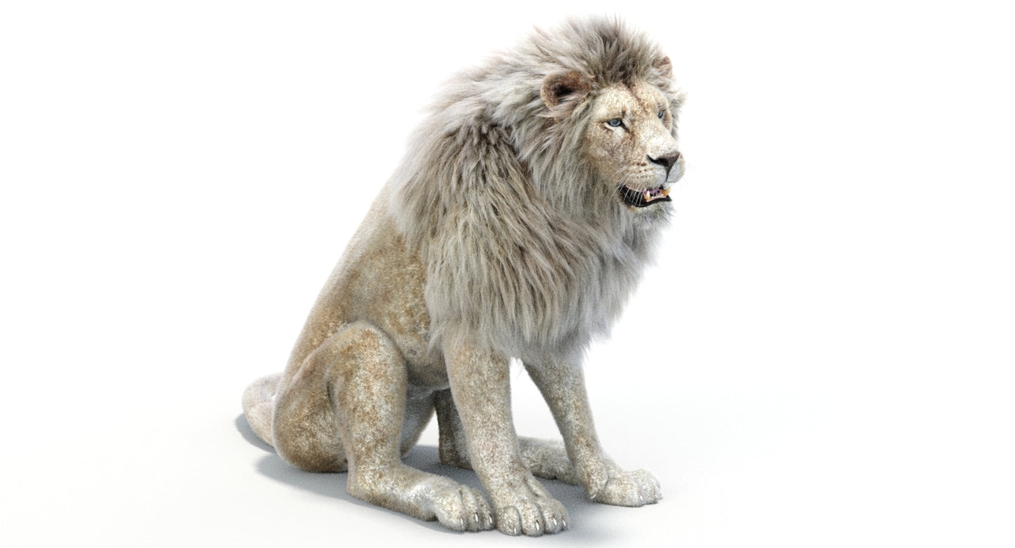 Lion Animated 3D Model Fur Two colors