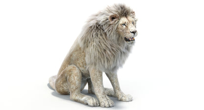 Lion Animated 3D Model Fur Two colors