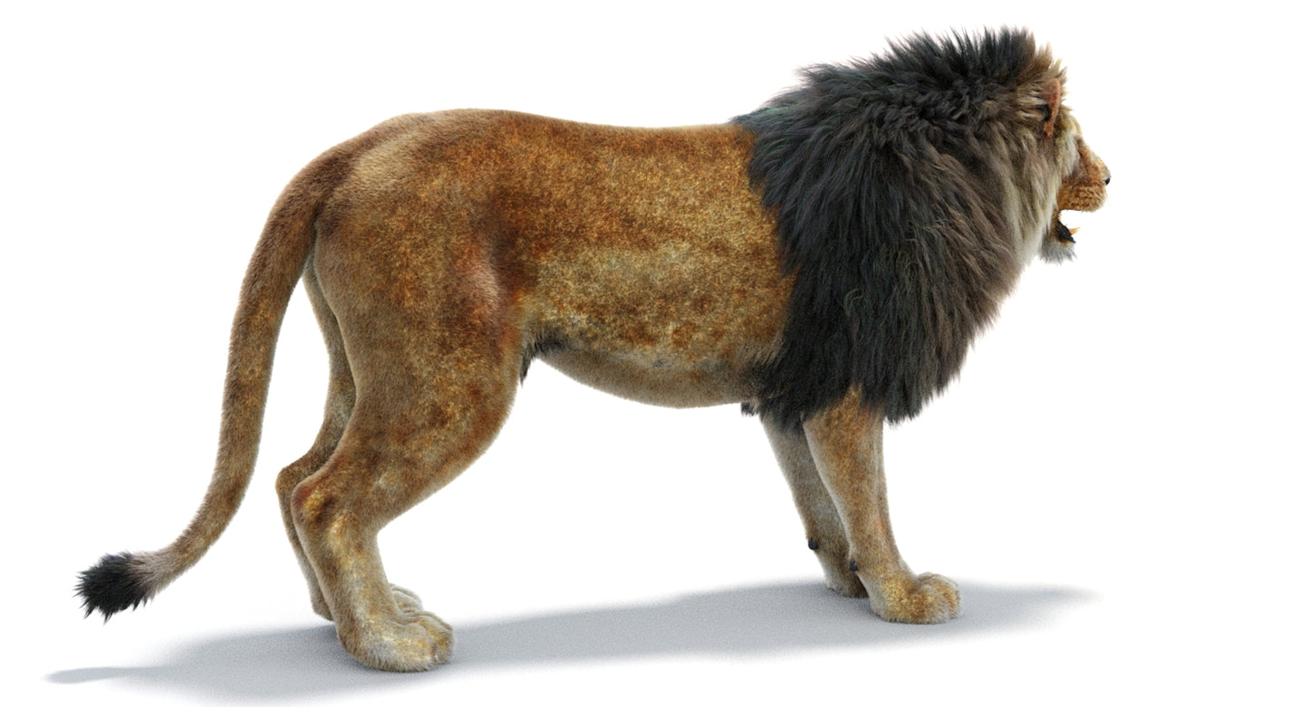 Lion 3D Model with Fur