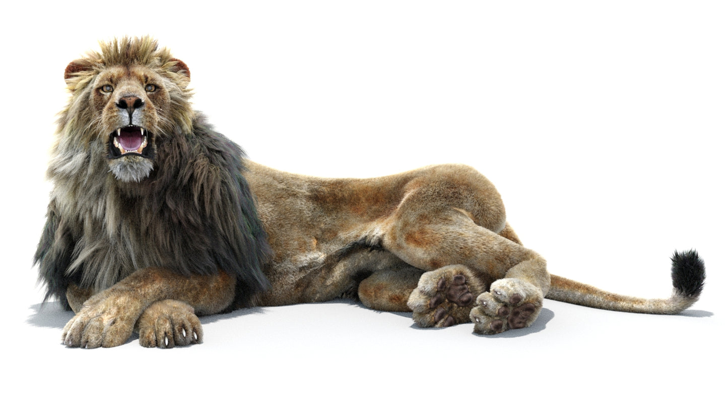 Lion Animated 3D Model Fur Two colors