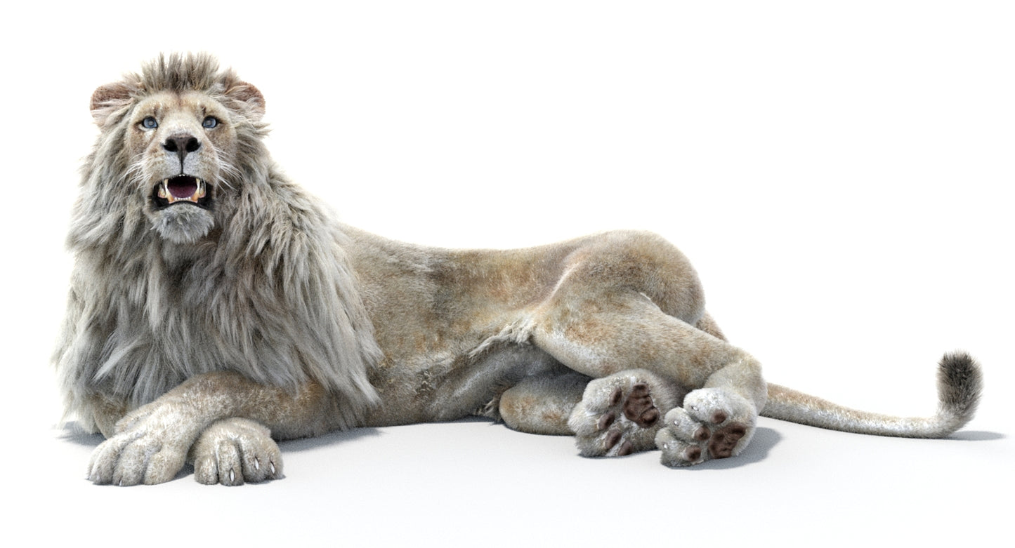 Lion Animated 3D Model Fur Two colors