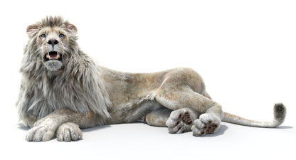 Lion Animated 3D Model Fur Two colors