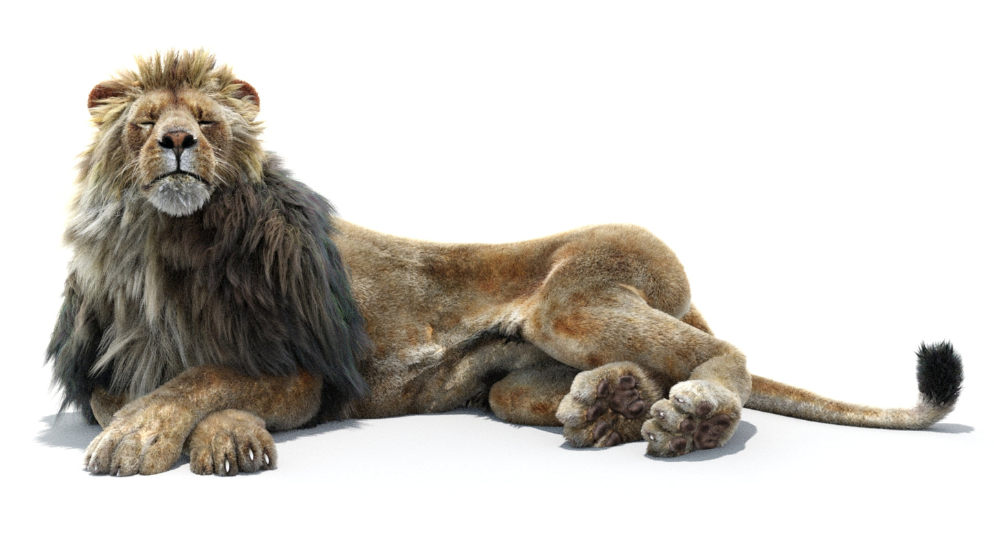 Lion Animated 3D Model Fur Two colors