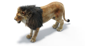 Realistic Lion 3D Model with Fur for Download Thumbnail