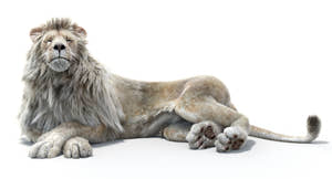 Lion Animated 3D Model Fur Two colors Thumbnail