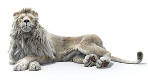 Animated Lion 3D Model - Hair and Fur | Two colors / Arnold Render Thumbnail