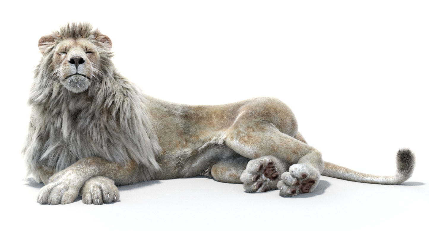 Lion Animated 3D Model Fur Two colors