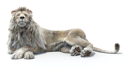Lion Animated 3D Model Fur Two colors