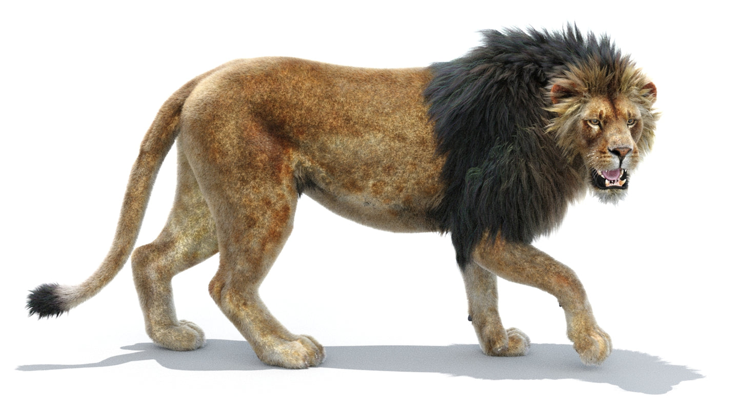 Lion Animated 3D Model Fur Two colors