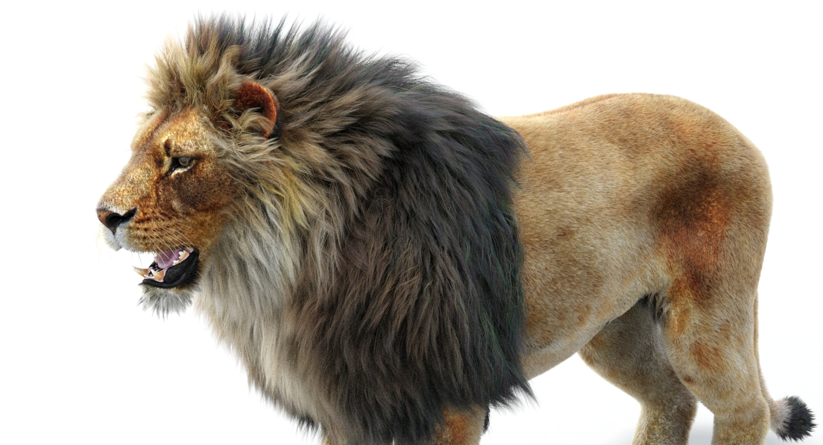 Realistic Lion 3D Model with Fur for Download