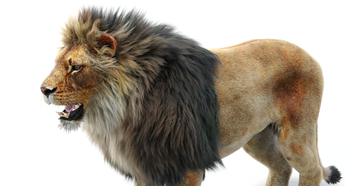 Lion 3D Model with Fur