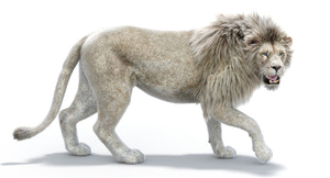 Lion Animated 3D Model Fur Two colors Thumbnail