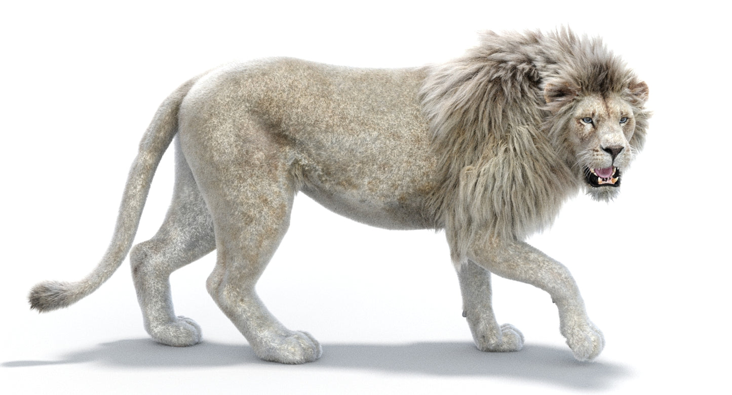 Lion Animated 3D Model Fur Two colors